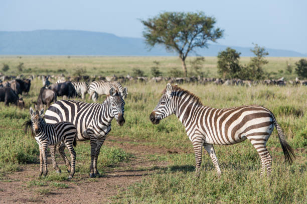 istock Zebras family with baby 977644566