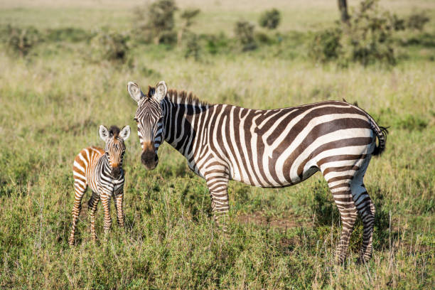istock Zebra and baby looking to the camera 977645278