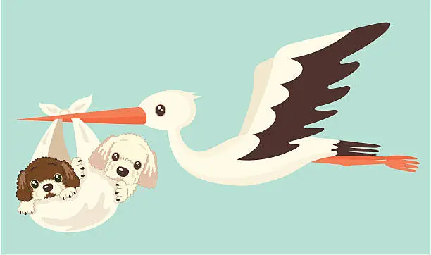 Vector illustration of Goldendoodles and stork