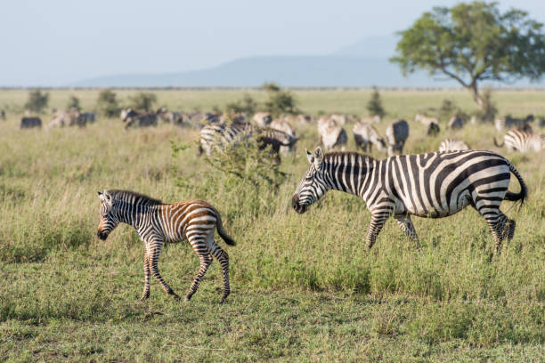 istock Beautiful baby zebra with parent 977647664