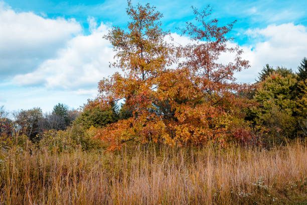 istock Trees changing colors on a nature walk in Akron Ohio 977647710