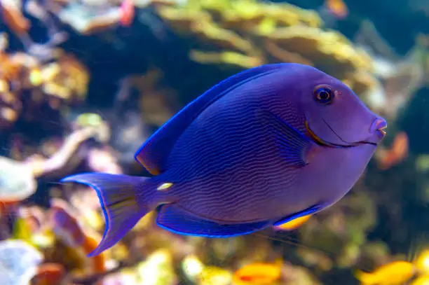A coral reef fish of Blue tang (Acanthurus coeruleus), a surgeonfish with other names such as Atlantic blue tang, blue barber, blue doctor, blue doctorfish, yellow barber, and yellow doctorfish, found commonly in the Atlantic Ocean