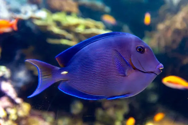 A coral reef fish of Blue tang (Acanthurus coeruleus), a surgeonfish with other names such as Atlantic blue tang, blue barber, blue doctor, blue doctorfish, yellow barber, and yellow doctorfish, found commonly in the Atlantic Ocean