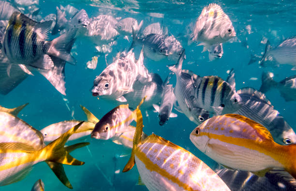 istock Marine life in Atlantic Ocean on Cuban coast 977654402