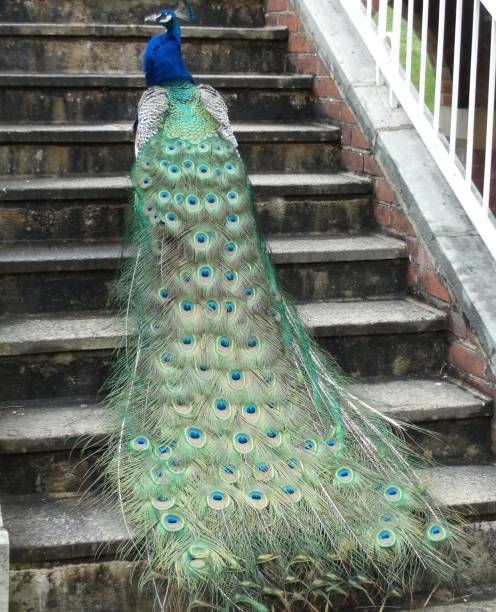 istock Peacock walking up a stone staircase with his long feathered train trailing behind him 977655516
