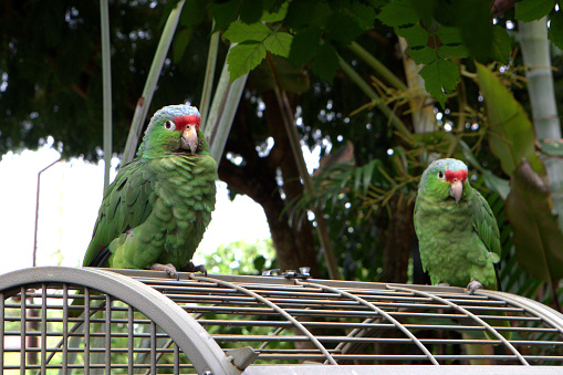 Parrots photo