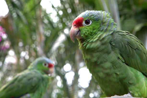Free picture: The Panama amazon parrot also known as the Panama yellow ...