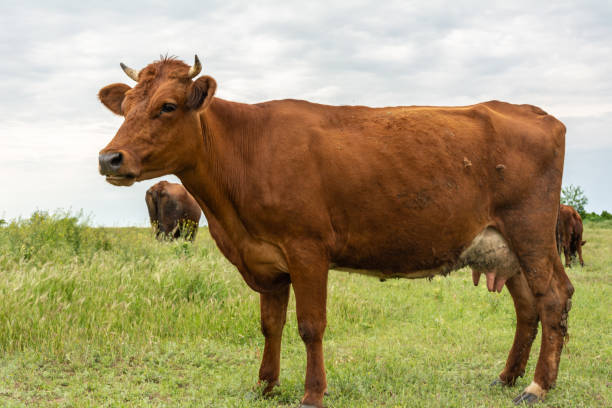 istock Beautiful red cow in the field 977666926