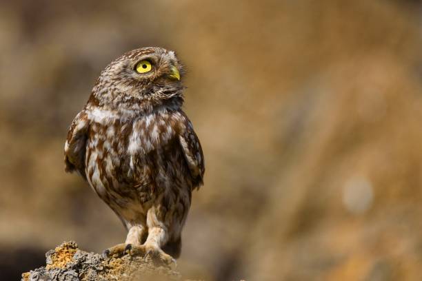 istock The little owl is on the stone on a beautiful background 977667130