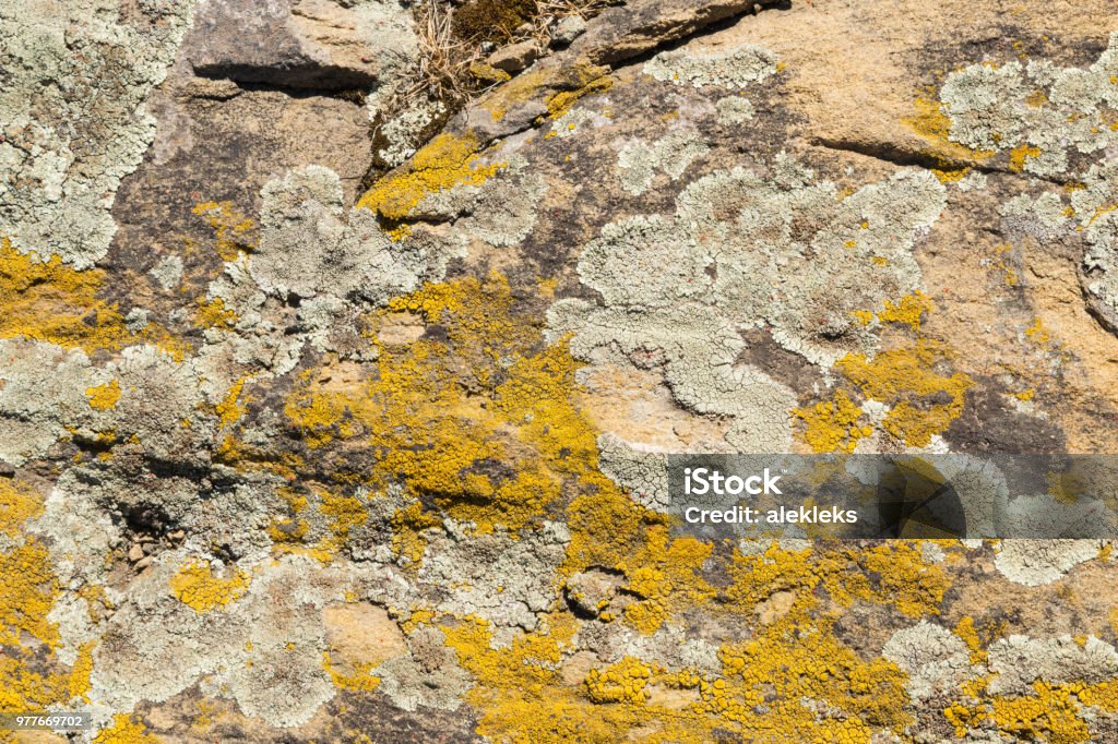 Old stone surface covered with yellow lichen. Natural beautiful stone texture Old stone surface covered with yellow lichen. Natural beautiful stone texture with mould Above Stock Photo