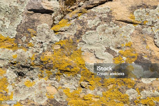 Old Stone Surface Covered With Yellow Lichen Natural Beautiful Stone Texture Stock Photo - Download Image Now