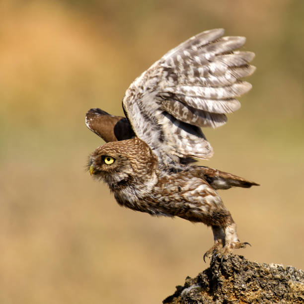 istock The little owl takes off from the stone 977671174