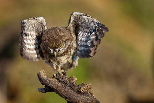 istock The young owl sitting on a stick with open wings (Athene noctua) 977671244