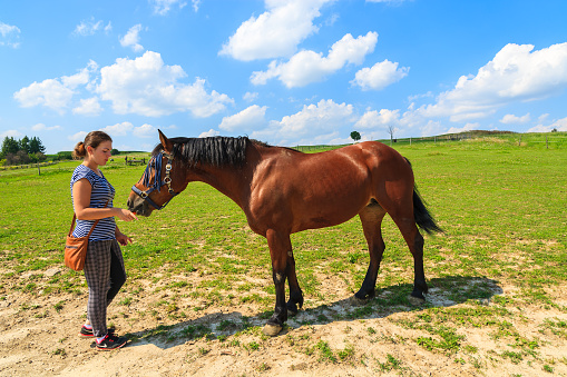 PACZULTOWICE VILLAGE, POLAND - AUG 9, 2014: young girl feeds a horse on green meadow on sunny summer day near Krakow. It is popular for young people to take care of animals in their free time.