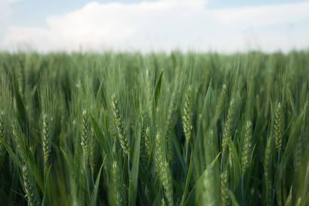 istock close up on green wheat ears on late spring 977679892
