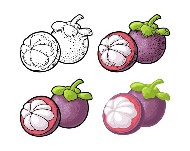 全体と半分マンゴスチン。ベクトル ビンテージ彫刻とフラット - mangosteen fruit tropical fruit backgrounds点のイラスト素材／クリップアート素材／マンガ素材／アイコン素材