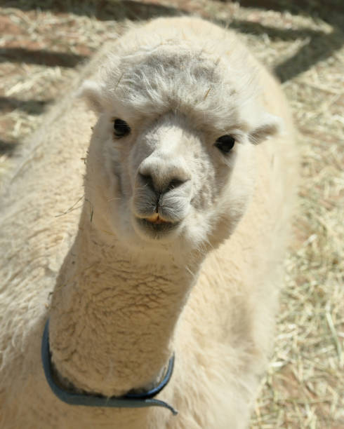 istock Face on view of a white alpaca 977683150