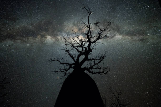 istock Milky Way at Avenue of the Baobabs 977683164