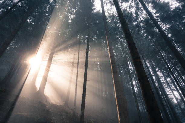 istock the sun inside a woods in a foggy day 977684052