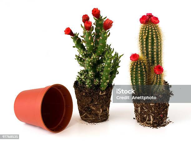 Rellenos Cactus Con Flores Foto de stock y más banco de imágenes de Asistencia sanitaria y medicina - Asistencia sanitaria y medicina, Botánica, Cabeza de flor