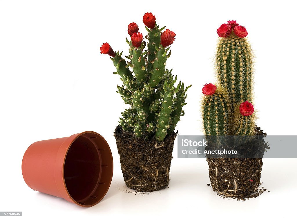 Cactos vaso com flores - Foto de stock de Botânica - Assunto royalty-free