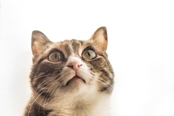 istock portrait of a pet, spotted cat on a light background 977687666