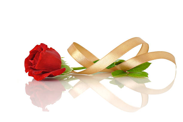 Blooming red rose on dark wooden surface.