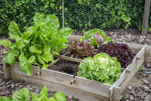 madera cajas jardín vegetales - farmer salad fotografías e imágenes de stock