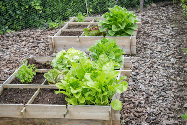 istock Wooden vegetable garden boxes 977692122