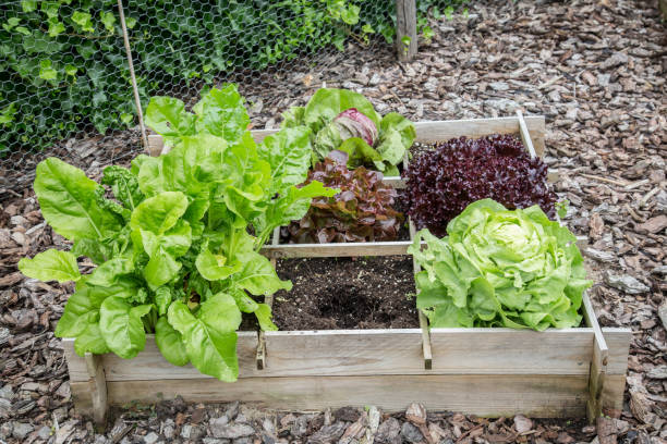 istock Wooden vegetable garden boxes 977692256