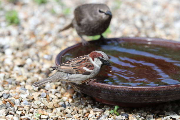 istock Young Starling and House Sparrow 977692358