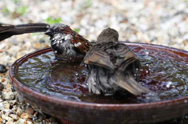 istock Young Starling bathing with House Sparrow 977692492