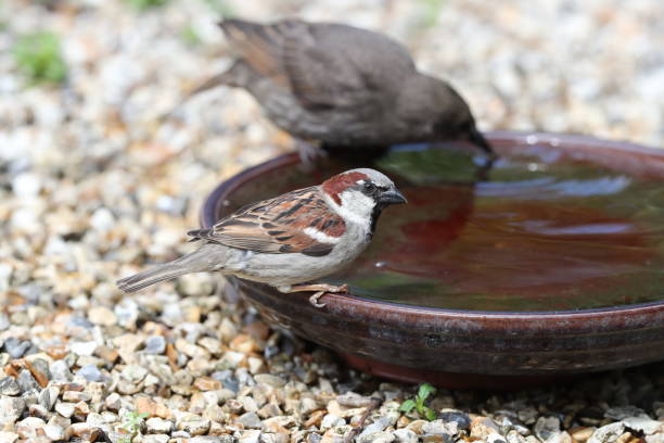 istock Young Starling and House Sparrow 977692528