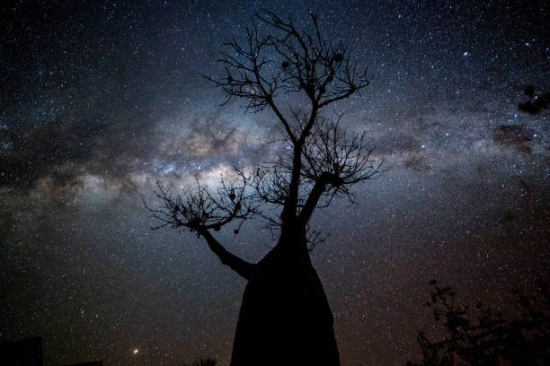 Milky Way at Avenue of the Baobabs