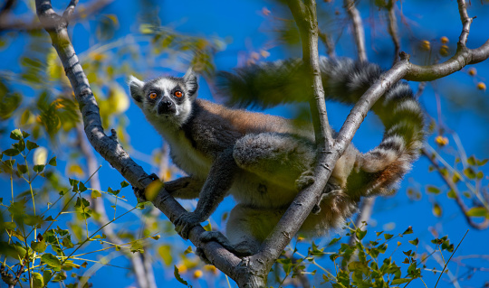 Close up horizontal image depicting a cute lemur looking directly at the camera with its intense, piercing orange eyes. In the background, green foliage and trees are pleasantly blurred out of focus, with focus on the lemur in the foreground. Lots of room for copy space.