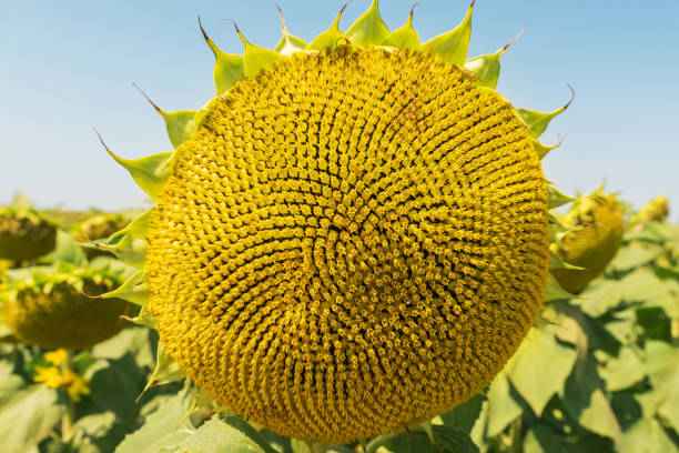 istock sunflower close up after flowering on the field 977700836