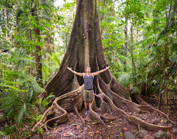 Man by a huge tree, Mossman Gorge, Daintree National Park, Queensland, Australia Man looking up standing by huge tree roots in the Australian Rainforest, Mossman Gorge. Nikon D810. Converted from RAW. mossman gorge stock pictures, royalty-free photos & images