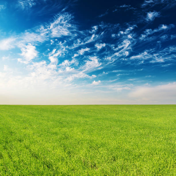 istock green grass agriculture field and blue sky in sunset 977706008