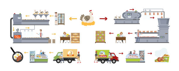 ilustraciones, imágenes clip art, dibujos animados e iconos de stock de conjunto de la fábrica de pollo. - industry chicken agriculture poultry