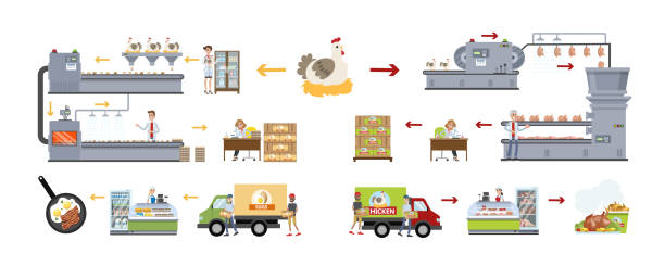 illustrazioni stock, clip art, cartoni animati e icone di tendenza di set di fabbriche di polli. - industry chicken agriculture poultry