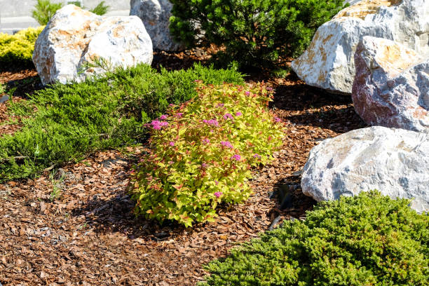 istock Landscape design. Bushes, rocks. Dwarf spruce. Flowers. 977708996