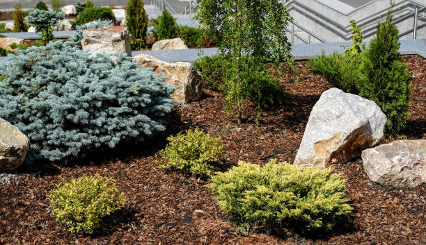 istock Landscape design. Bushes, rocks. Dwarf spruce. Flowers. 977709148