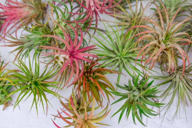 different tillandsia air plants different tillandsia air plants on a white background air plant photos stock pictures, royalty-free photos & images