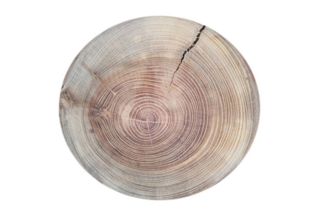 istock A cut of a tree with annual rings on a white background 977712332