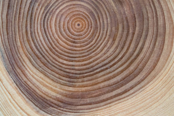 istock A cut of a tree with annual rings on a white background 977712472