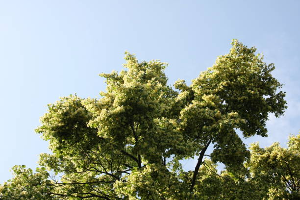 istock Linden flowers blossom 977712558