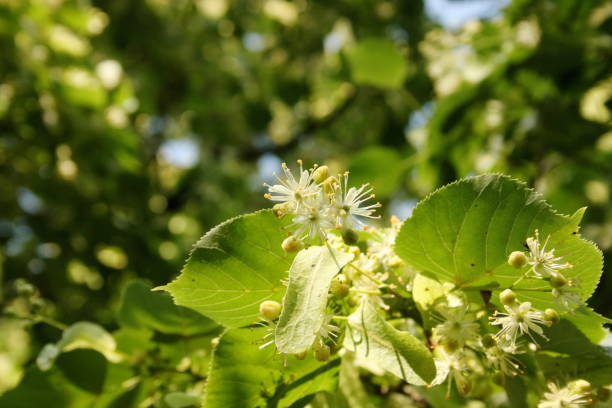 istock Linden flowers blossom 977712584