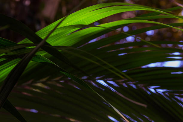 istock Leaves of palm, background 977712882