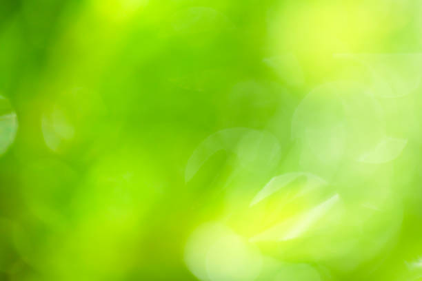 istock Abstract defocused folliage green background 977715748