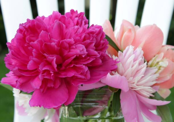 istock Two pink peonies against striped white background 977718590